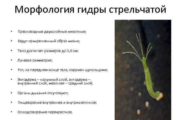 Как зайти на кракен с телефона андроид